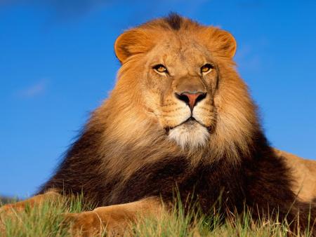 the king from senegal